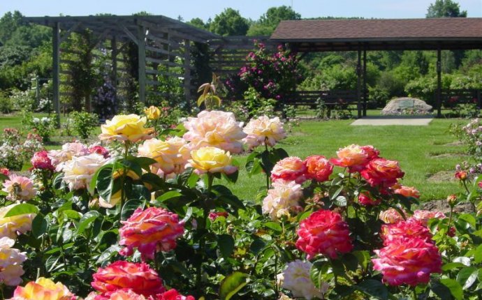 How To Plant Roses With Hair